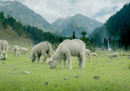 Yusmarg & Local Villages | Nature & Serenity