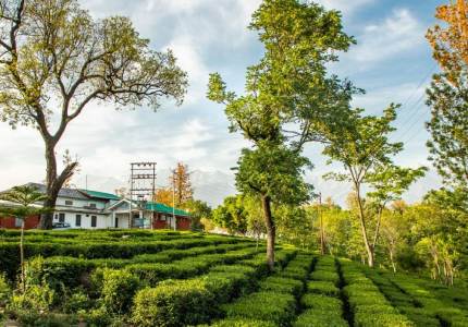 Tea Gardens & Hills Tour